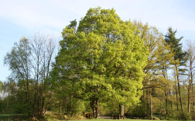 Acer campestre. Bron: WikiCommons /  Rosenzweig - zelf gefotografeerd