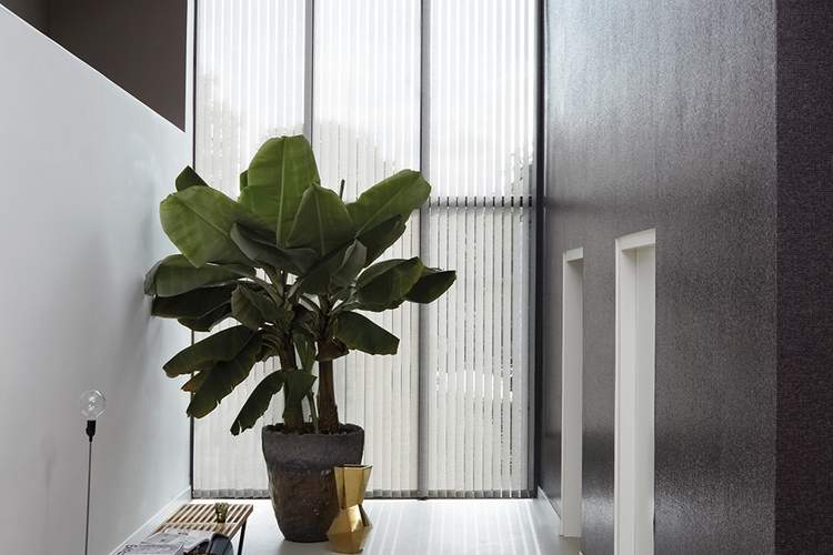 Groen moet je doen: 3 tips voor planten in huis
